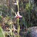 Erva abelha Ophrys apifera A