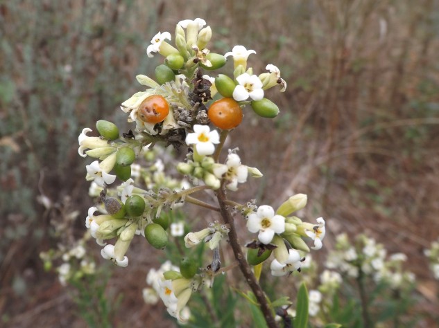 Daphne gnidium L. (Flor e fruto)