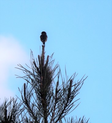Um Cartaxo-comum (Saxicola rubicola) pousado na ponta de um pinheiro parece contemplar a paisagem.