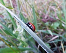 Escaravelho-vermelho (Chrysolina grossa)