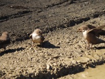Andorinha-das-rochas