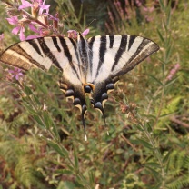 Borboleta-zebra Iphiclides feisthamelii
