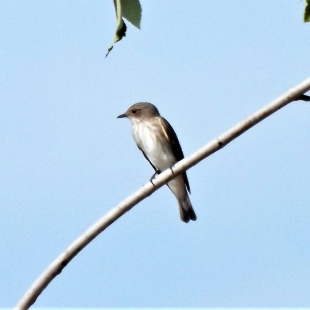 No alto de uma árvore um papa-moscas-cinzento "Muscicapa striata" está à espreita. Esta pequena ave apenas é avistada por cá quando em migração.