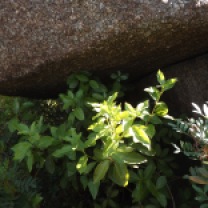 O folhado viburnum tinus é frequentemente usado como planta ornamental, na natureza vai resistindo em alguns vales menos utilizados pelo homem.