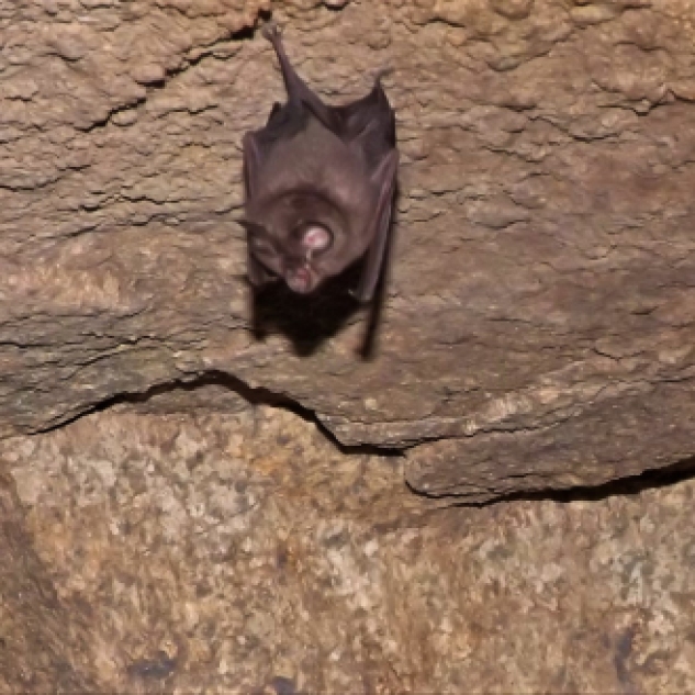 Estes morcegos dependem bastante das florestas autóctones onde o alimento abunda.