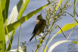 O rouxinol-pequeno-dos-caniços é essencialmente uma ave insectívora.