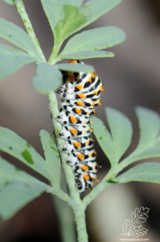 Lagarta de borboleta-cauda-de-andorinha Papilio machaon