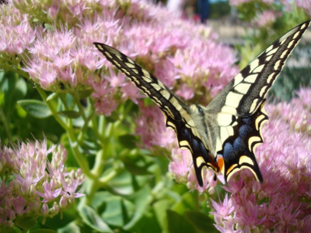 Borboleta-cauda-de-andorinha Papilio machaon