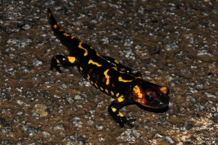 salamandra-de-fogo "Salamandra salamandra" Neste caso as manchas amarelas são mais alongadas..