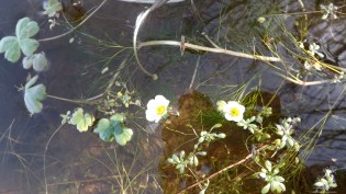 Ranúnculo-aquático "Ranunculus peltatus".