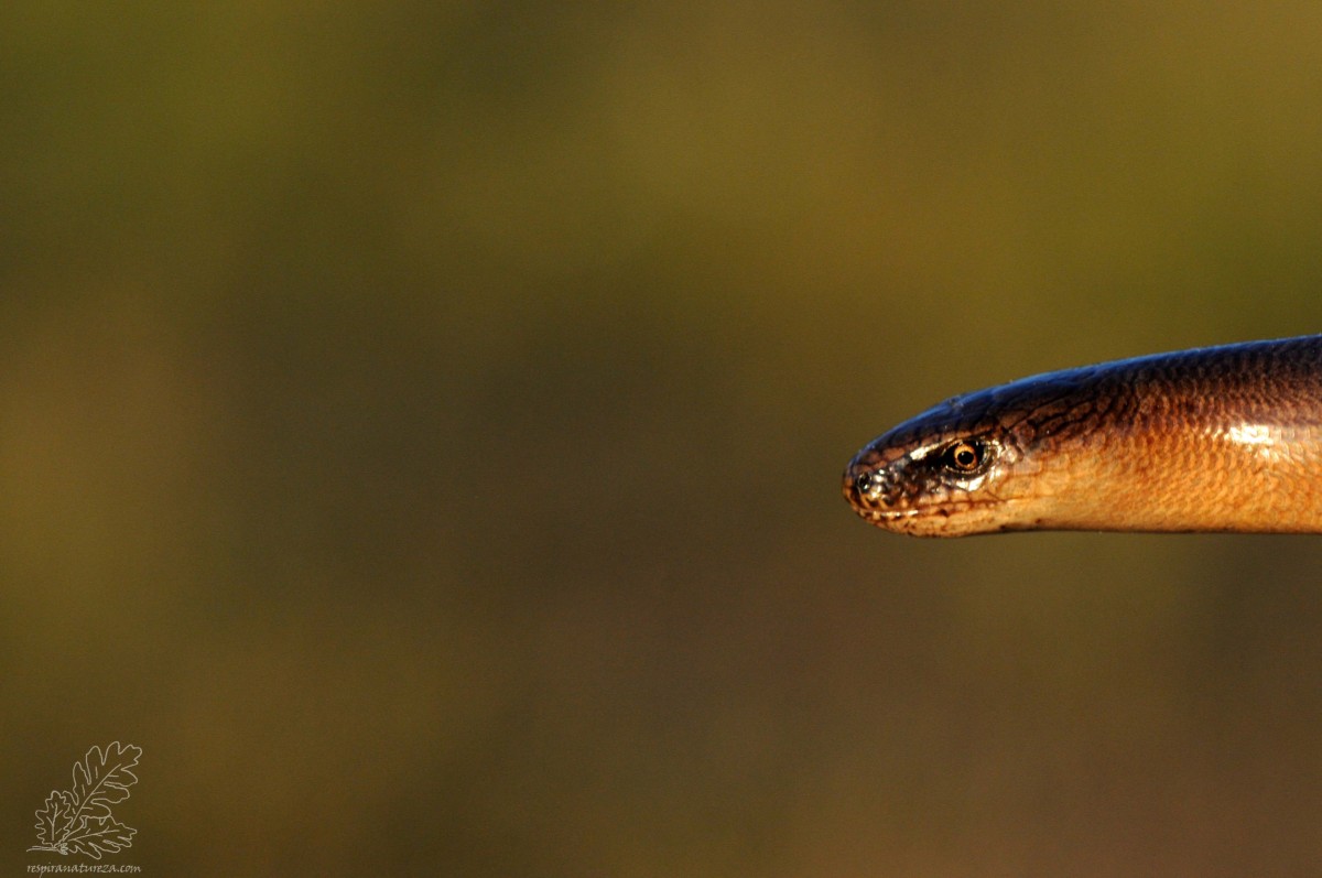 Serpentes: onde vivem e de que se alimentam? – CCNE