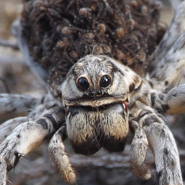 As aranhas da família Lycosidae, tem os olhos dispostos desta forma (observem na foto), dois olhos “grandes” virados para a frente, abaixo destes dois tem quatro mais pequenos dispostos em “fila”, e dois olhos laterais (um em cada lado) de tamanho intermédio.