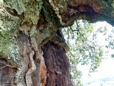 Nos troncos desta árvore notam-se as cicatrizes de uma vida cheia, não sei quantos anos terá, mas certamente que já “viu” mais que qualquer homem ousou imaginar.